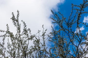 The spring white flowers of a blooming Prunus spinosa (blackthorn or sloe) tree against the blue sky with white clouds with copy space