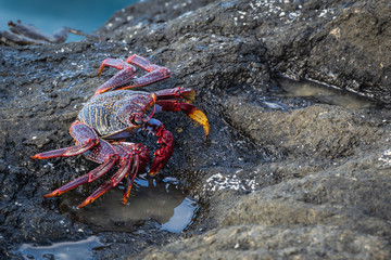 Wild red crab hiding in among the stones