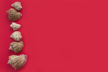 Shells in the form of a frame for advertising text, slogan, on a red background. The concept of summer vacation