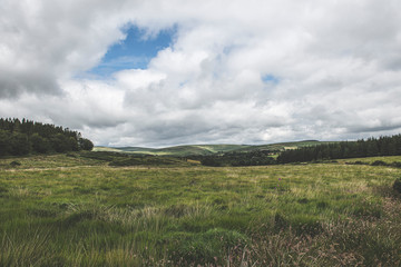 Fototapeta premium Bellever Woods - Dartmoor National Park - UK