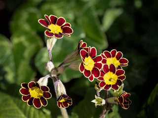 Dark red and yellow flowers of the Primula 