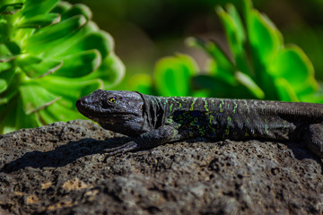 lizard on the stone in the wild