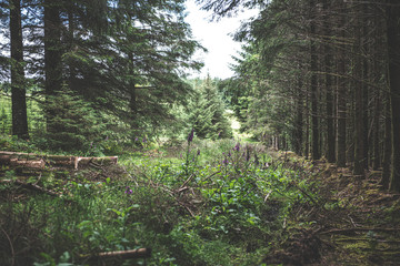 Fototapeta na wymiar Bellever Woods - Dartmoor National Park - UK