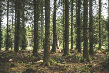 Bellever Woods - Dartmoor National Park - UK