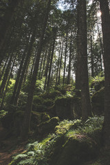 Bellever Woods - Dartmoor National Park - UK