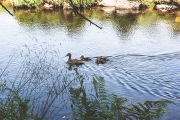 Bellever Woods - Dartmoor National Park - UK