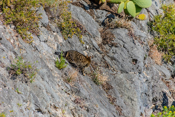 A stray cat on the cliff following its prey and preparing to attack while hunting down a bird