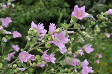 In the wild, mallow blooms