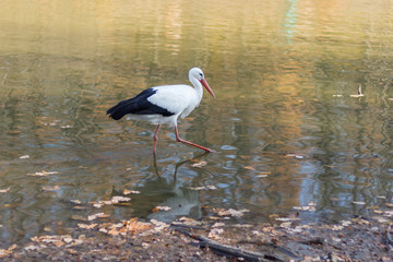 big white stork at the little pond fall