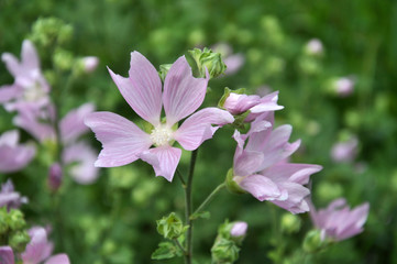 Fototapeta premium In the wild, mallow blooms