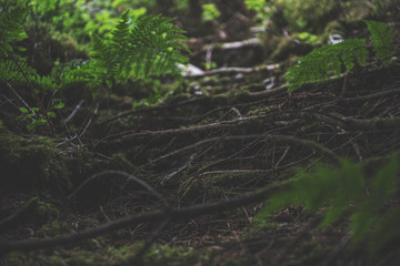 Bellever Woods - Dartmoor National Park - UK