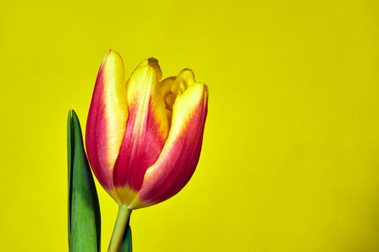 beautiful  red tulip on a yellow   background.