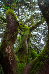 Fototapeta premium Mystical foggy forest with moss tree in Anaga Park on Tenerife island. Landmark of the Canary islands old forest landscape. 