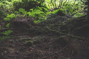 Bellever Woods - Dartmoor National Park - UK