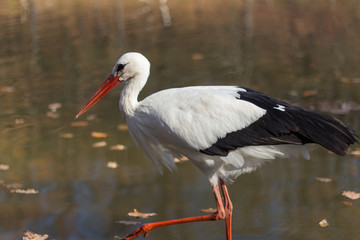 big white stork at the little pond fall