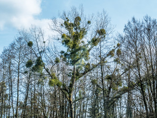Baum mit Misteln