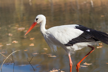 big white stork at the little pond fall