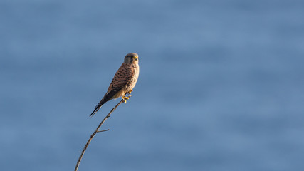 Common Kestrel or windhover sits on the tree branch. Small predatory bird in natural habitats in wilderness