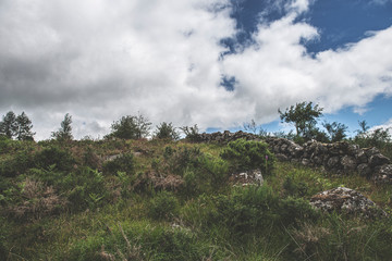 Bellever Woods - Dartmoor National Park - UK