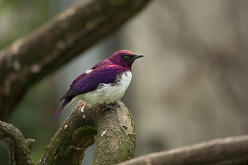 Amethyst Starling. (Cinnyricinclus leucogaster).