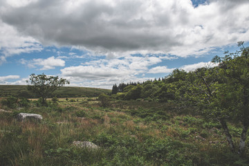 Fototapeta na wymiar Bellever Woods - Dartmoor National Park - UK