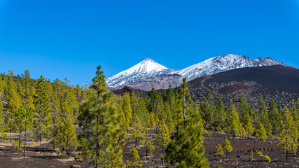 Fototapeta premium View on stone lava desert and snow peak of Pico del Teide volcano in Teide national park. Main landmark of Tenerife island. Popular touristic walking route. Сanary pine forest