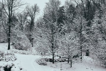 Frozen trees