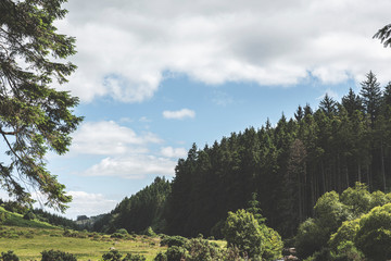 Bellever Woods - Dartmoor National Park - UK