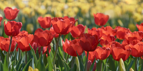 Obraz premium Beautiful red and yellow tulips, spring summer natural background