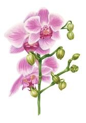 Fototapeta premium Watercolor pink orchid branch of flowers isolated on white background. Hand drawn botanical illustration.