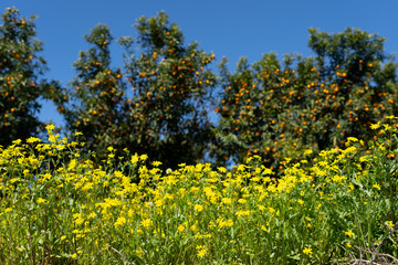  Trees laden with fruit in the Kumquat orchard