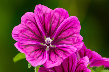 focus rapproché sur la pétale de mauve