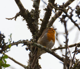 perché sur sa branche et fier de l'être