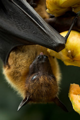 Flying fox (Pteropus).