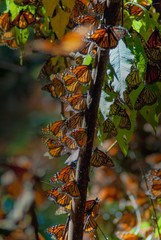 The Monarch Butterfly is a small and colorful flying insect that migrates from the United States and Canada to the forests of central Mexico between November and March