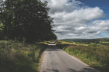 Bellever Woods - Dartmoor National Park - UK