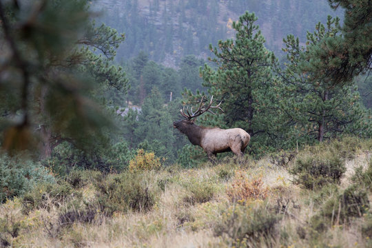 elk in the mountains © KColby Photography