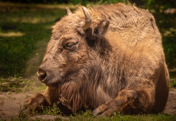 Bison