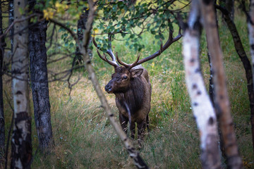 elk in the woods