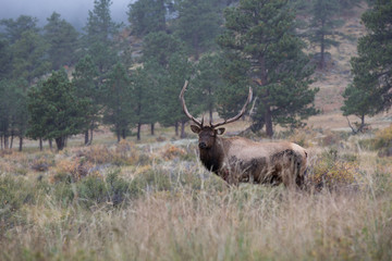 bull elk in Rocky Mountain national park