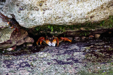Crab hiding at beach near Ras al jinz Turtle reserve in Oman