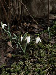 Beautifull snowdrop flower growing in snow in early spring forest. Tender spring flowers Snowdrop harbingers of warming symbolize the arrival of spring. defocused view