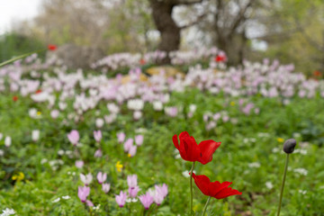 Typical Galilee landscape with blooming