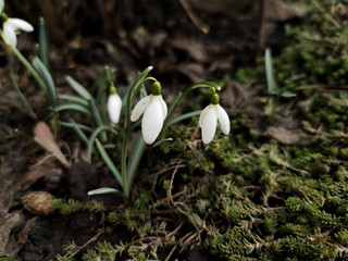 Beautifull snowdrop flower growing in snow in early spring forest. Tender spring flowers Snowdrop harbingers of warming symbolize the arrival of spring. defocused view