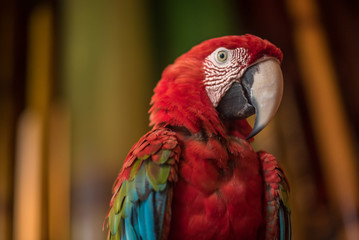 Close up of a Macaw Parrots, long-tailed colorful parrots