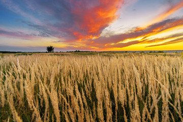 Summer field full of golden grass with a tree, sunset sky above. Beautiful sunset landscape with red and yellow clouds