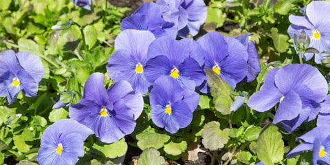 Blue flower. Flower in garden at sunny summer or spring day. Flower for postcard beauty decoration...