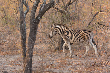 Fototapeta na wymiar Zebra Walking into the Bush