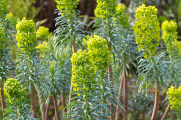 Euphorbia flowers