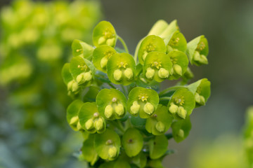 Euphorbia flowers